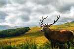 Scotland